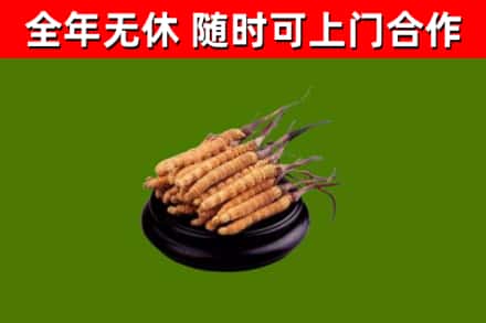 花溪区回收散虫草
