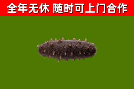 花溪区回收海参干
